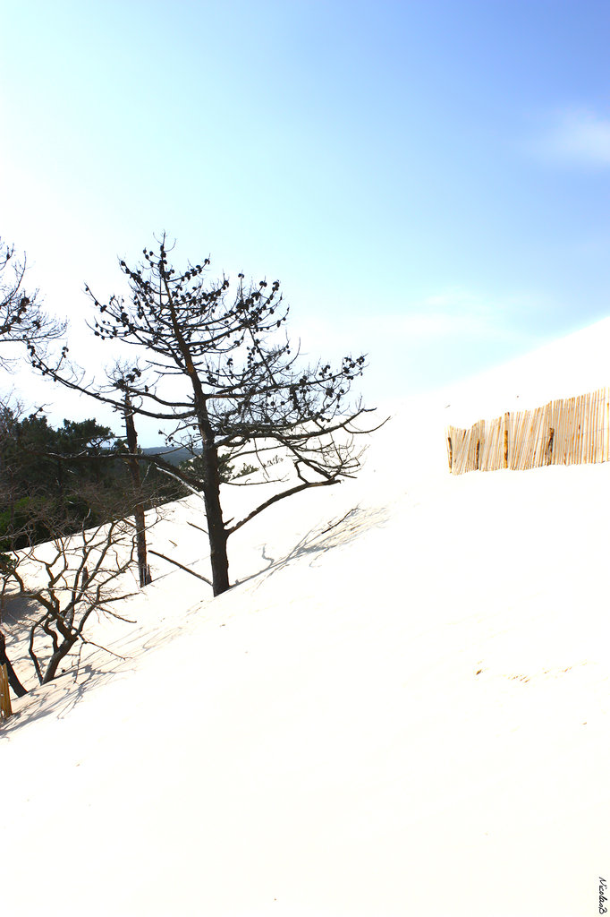 Dune du Pyla